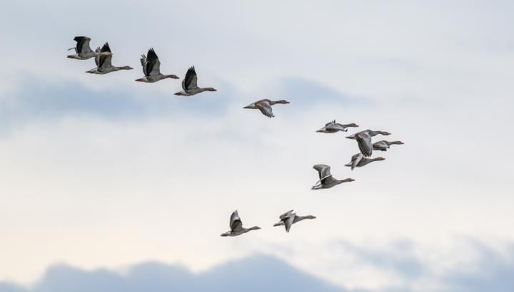 Les oiseaux migrateurs